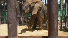 PAKISTAN-WILDLIFE-ELEPHANT