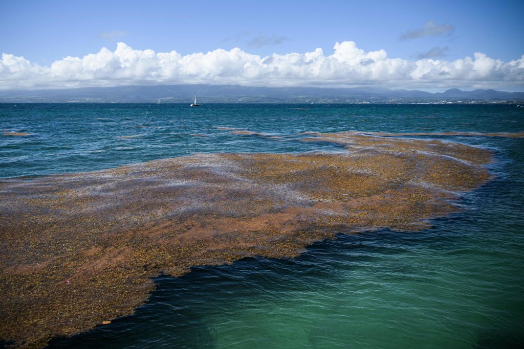 A 5000Mile Smelly Seaweed Bloom is Invading Florida's Beaches As Seen