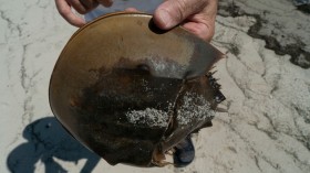 US-ENVIRONMENT-CONSERVATION-HORSESHOE-CRABS