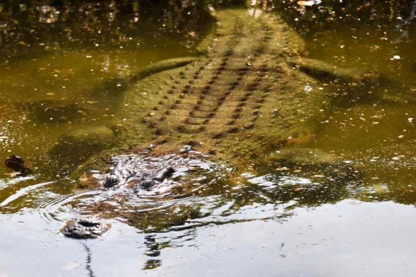Queensland Crocodile Attack