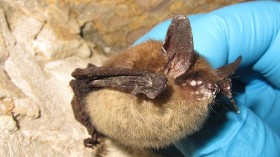Threatened Bat Species in Vermont Now Endangered as Deadly Fungal Disease Cuts Population Down