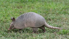 Climate Change: Armadillos Migrate to North Carolina for Warmer Weather
