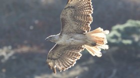 Red-Tailed Hawk with Rare Genetic Mutation Found Doused in Cooking Oil — Pennsylvania