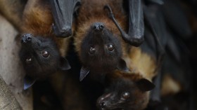 Upcoming Bat Maternity Season Leaves Florida Locals Last Few Days for Blocking Roosts