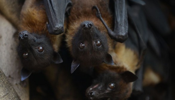 Upcoming Bat Maternity Season Leaves Florida Locals Last Few Days for Blocking Roosts