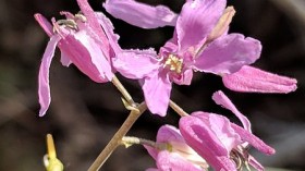 Threatened Texas Wildflower Species Needs Several Decades to Recover