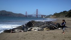 Decomposed Juvenile Humpback Whale Washes Ashore At Baker Beach In San Francisco