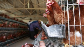 China Records World's First Human Death Due to Bird Flu Strain H3N8