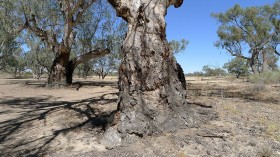 Ancient Species Australian Eucalyptus in Rapid Decline Following Severe Drought, Climate Change