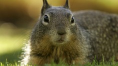 California Turns To Birth Control To Stop Squirrel Overpopulation