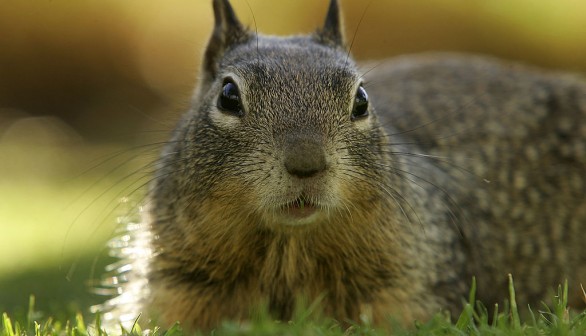 California Turns To Birth Control To Stop Squirrel Overpopulation
