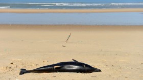 Whale and Dolphin Strandings
