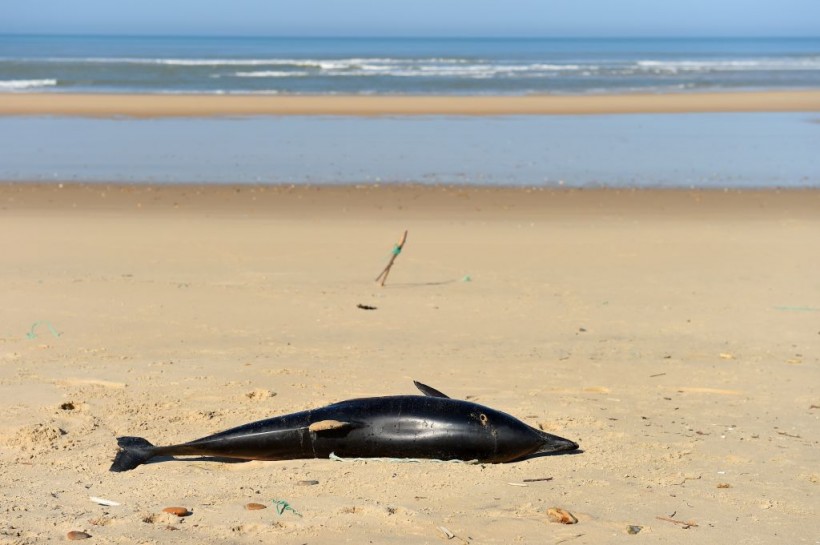Whale and Dolphin Strandings
