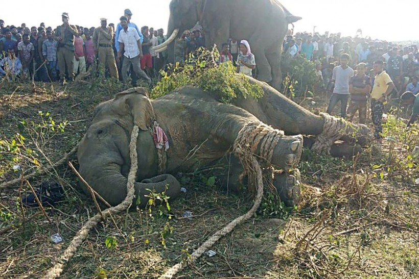 India Elephant Attack