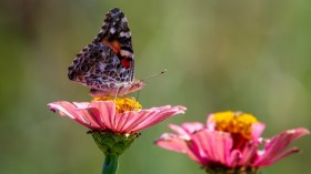 painted lady butterfly perched on pink flower