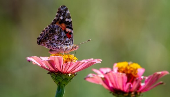 painted lady butterfly perched on pink flower