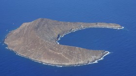 Invasive Rats Decimated in Lehua Island , Native Seabird Recovery Plans Underway — Hawaii 