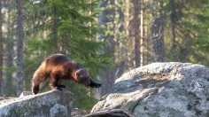 Rare Sighting of Wolverine Crossing Highway Reported in Oregon