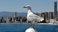 Seagull Euthanized After Being Dragged Across Pavements by Drunken Man in England