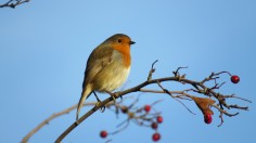 Drunk Birds Cause Ruckus in Georgia as Weather Gets Warmer