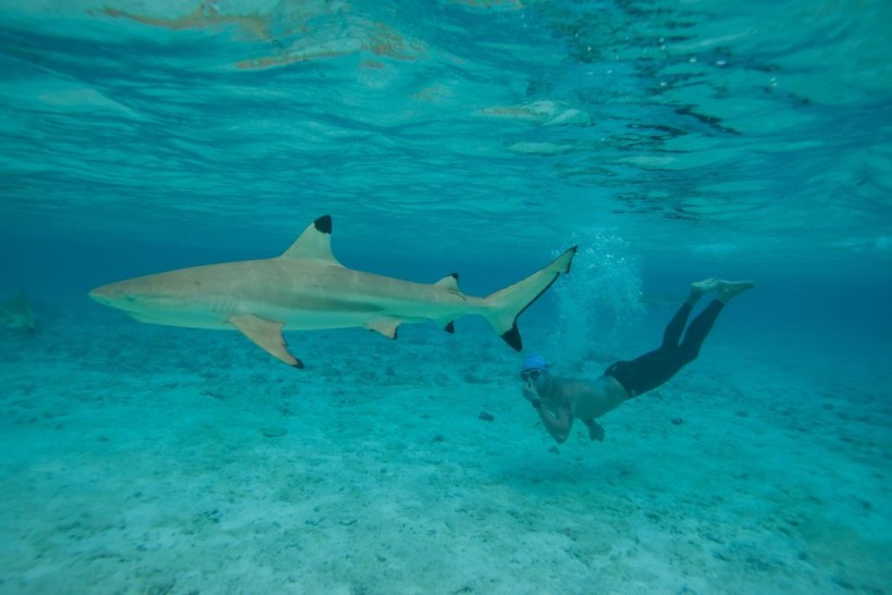shark bites tourist maldives
