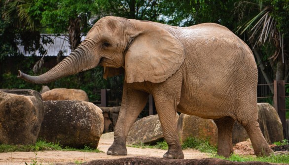 Save The Elephants Day: Senior Elephant From Zoo Knoxville Retires to Sanctuary for End-Of-Life Care Plan