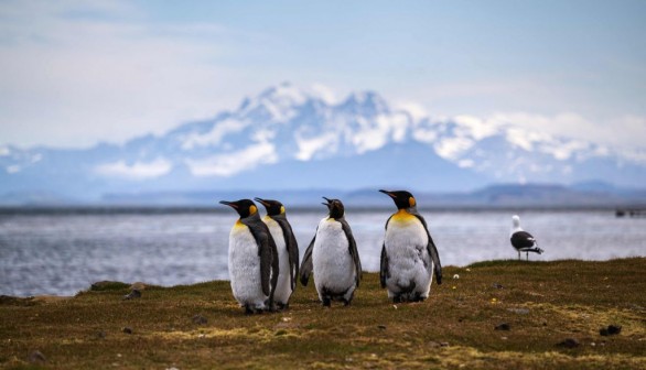 Arctic: Dangerous, Hostile Environment for Penguins, Expert Explains