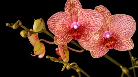 Phallaenopsis orchid in bloom