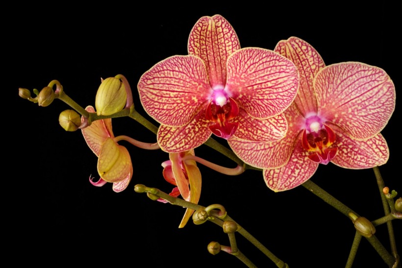 Phallaenopsis orchid in bloom