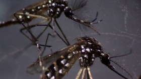 Brazil Dengue Outbreak