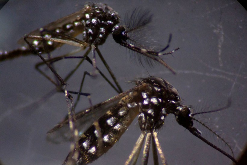 Brazil Dengue Outbreak