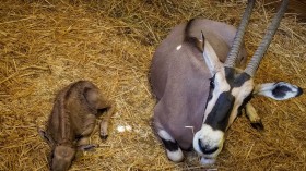 A stock photo of antelopes