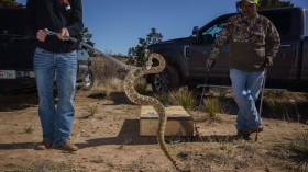 Warm Weather Coaxes Snakes Out of Their Dens in Texas, Officials Warn