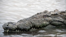 Headless Crocodile