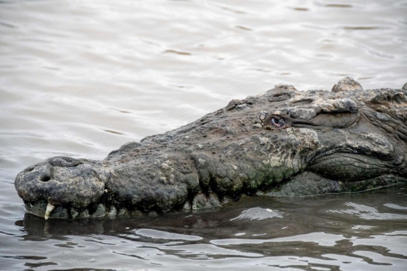 Headless Crocodile