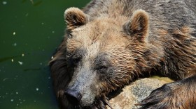 Aggressive Bear JJ4 Captured Days After Fatal Attack on Jogger —Italy
