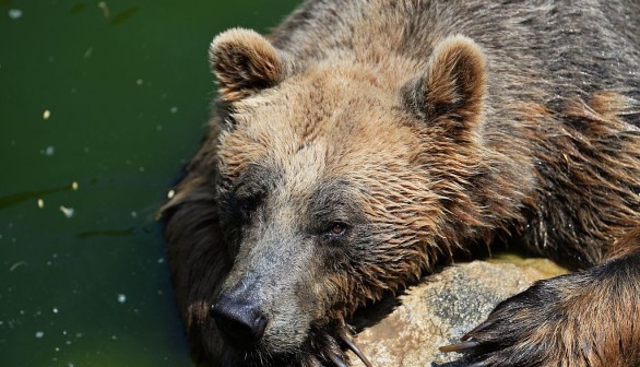 Aggressive Bear JJ4 Captured Days After Fatal Attack on Jogger —Italy