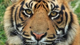 tiger