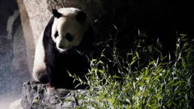 Giant Panda From China Dies of Mysterious Illness in Thailand Zoo