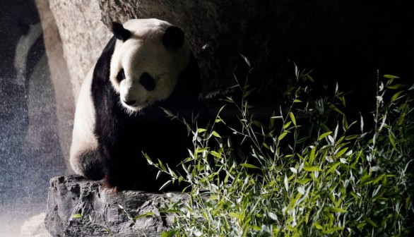 Giant Panda From China Dies of Mysterious Illness in Thailand Zoo