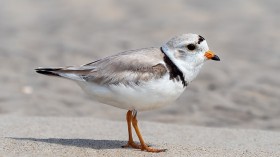 Bird Hanuman Plover DNA Sequencing Proves Designation as Species, Sparks Studies on Misidentified Subspecies