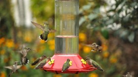 Hummingbird Season Starts in New England, Backyards Ready with Bird Feeders