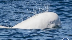 Rare Albino Dolphin Calf Seen Off-Coast Africa