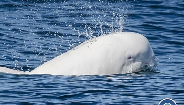 Rare Albino Dolphin Calf Seen Off-Coast Africa