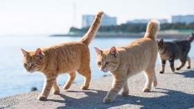 Annual Feral Cat Hunting Season For Kids Canceled in New Zealand After Vile Emails