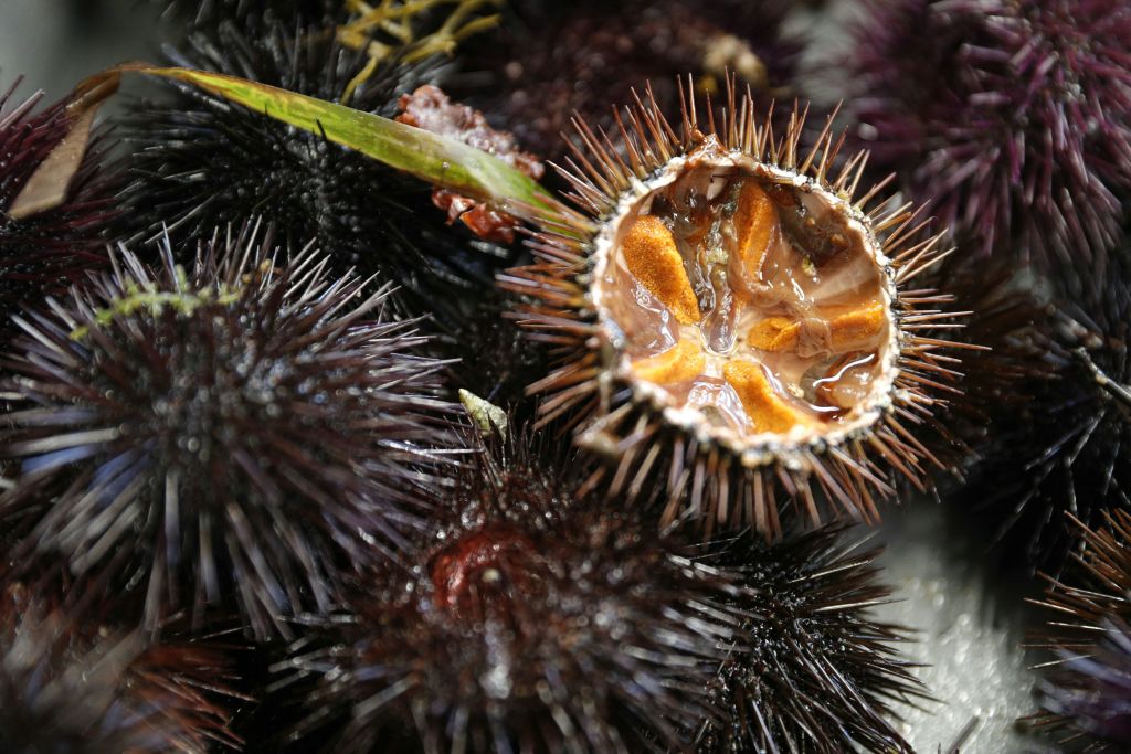 Parasite Causes Massive Die-off of Long-spined Sea Urchins in the