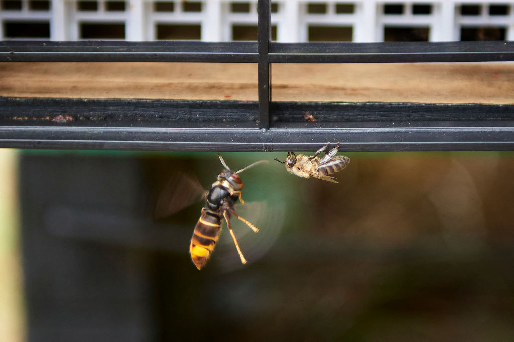 Deadly Asian Hornet Swarm Underway In The United Kingdom Brits Prepare   Asian Hornet 