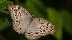 brown and white butterfly perched on green leaf in close up photography during daytime photo
