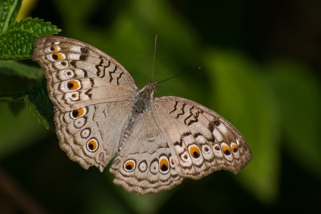 brown and white butterfly perched on green leaf in close up photography during daytime photo
