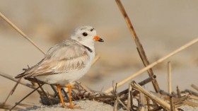 Endangered Piping Plover Gabby Back in Michigan to Breed, Nesting Site Closed to Visitors